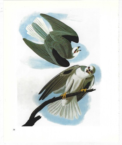 Vintage Audubon Birds of America Series Pictures Book Print Pages Art Ephemera - Picture 42 of 47