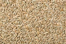 25 Pounds Rye Berries High in Fiber and Iron Made in USA