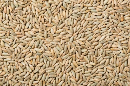 1.000 Samen Direktsaat Winterroggen Deckfrucht Samen gentechnikfrei Roggen - Bild 1 von 3