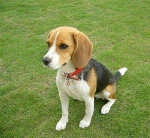 Mr.Z 1/6 Cane da caccia Beagle Cucciolo Animale Animale Modello Animale Collettore Decorazione Giocattoli - Foto 2 di 14