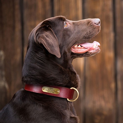 Genuine Leather Dog Collar Personalized Heavy Duty Pet Name ID Tag Engraved Free - Picture 12 of 28