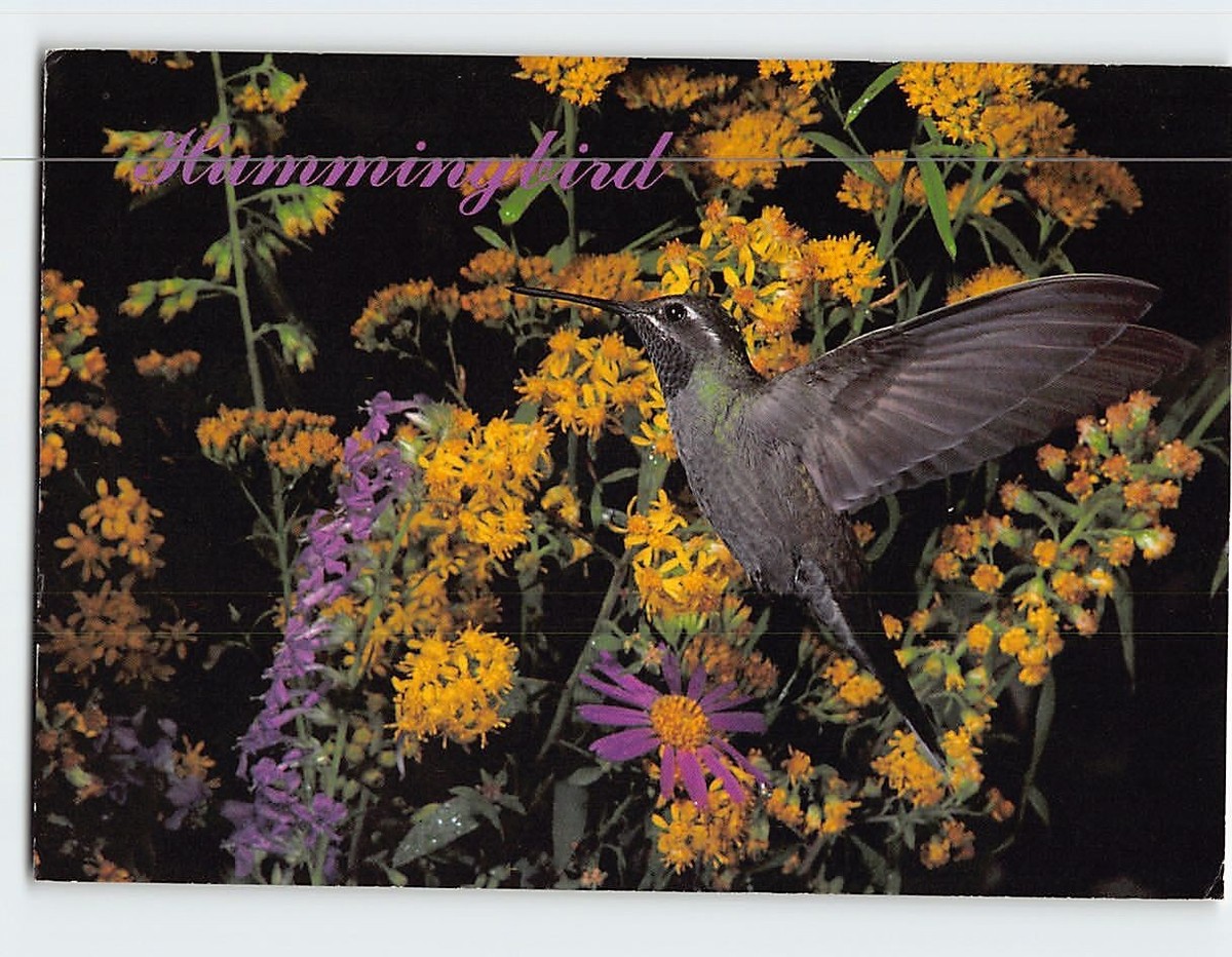 Postcard Blue-Throated Hummingbird | eBay