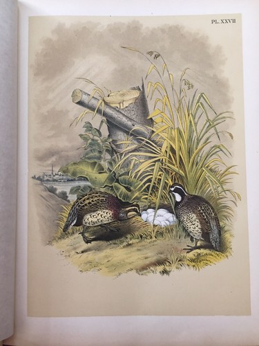 The Birds of North America 1881 Studer’s Popular Ornithology - Picture 17 of 21