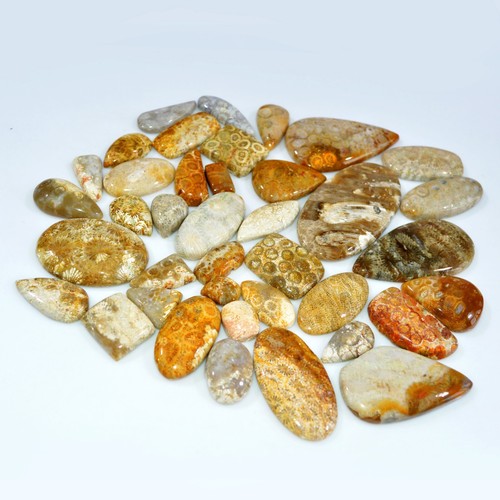 39Pcs 1155Ct Natural Fossil Coral Loose Cabochon Gemstone Lot 60x30 20x9mm #3140 - Picture 3 of 6