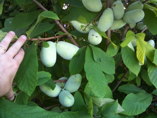 Fresh 2024 Pittsburgh Pennsylvania Paw Paw seeds pineapple banana cream taste - Bild 4 von 5