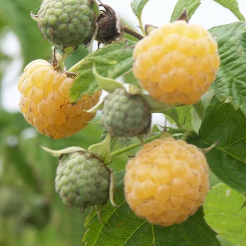 Framboise jaune vendu Golden Queen (10 graines fraiches)