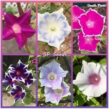Kikyo Sampler - Japanese Morning Glory - ipomoea NIL - 6 seeds - Assorted Mix