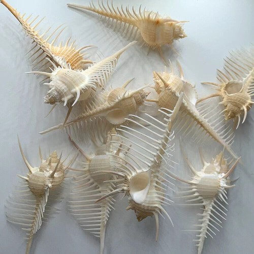 2 pezzi conchiglia Murex Pecten conchiglia corallo mare lumaca pesce serbatoio ornamento decorazione casa regalo - Foto 20 di 21