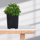  8pcs Plant Pots Drainage Holes Plant Nursery Pots Succulent Pots Outdoor