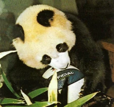 Ling Ling Giant Panda National Zoological Park Washington D. C. Postcard 1976