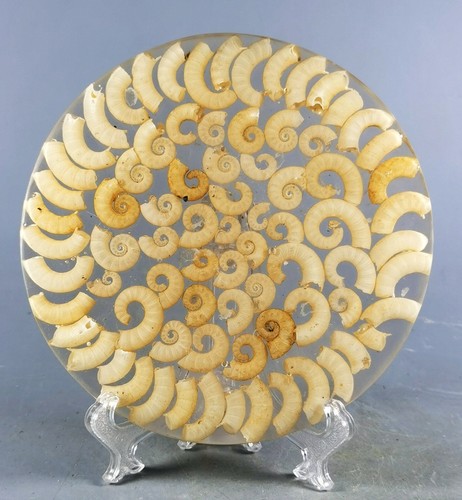 AMMONITE SHELL JURASSIC DISK HALF CUT w/Wenge Stand-Madagascar - Picture 2 of 12
