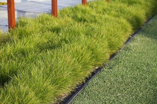 Matt Rush (Lomandra longifolia) 40 Fresh Seeds - Picture 2 of 3