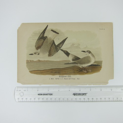 Bird Lithograph Print After John James Audubon Bonaparte's Gull Antique 1890 - Picture 5 of 12