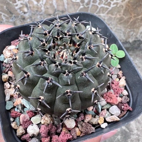 5-6cm 1PCS Live Gymnocalycium Bodenbenderianum Beautiful Garden Rare Planting - Picture 9 of 10