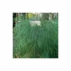 10x Asparagus virgatus Tiki Besen Farn Garten Pflanzen - Samen B730