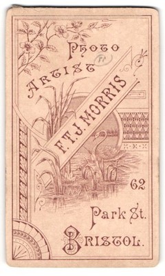 Fotografie F. T. Morris, Bristol, 62 Park St., Schwan im Schilf, Verzierung und 