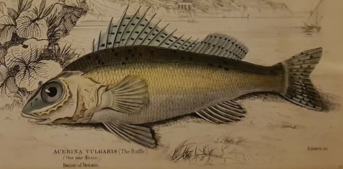 Antiker Fischdruck Datum 1840, Original, Fischdruck, Kunsthandwerkerrahmen, Deko Fisch - Bild 2 von 2
