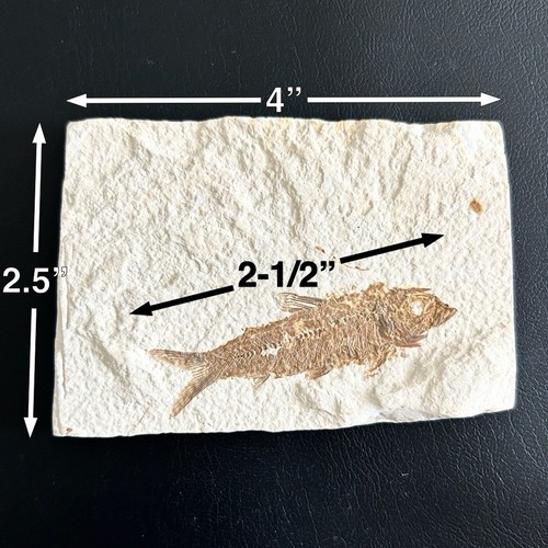 Genuine KNIGHTIA FOSSIL FISH from the Green River Formation in Wyoming - Picture 8 of 8