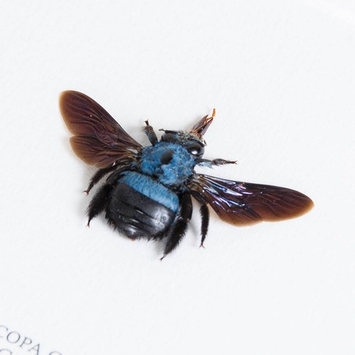Der blaue Zimmermann Taxidermy Bienenrahmen (Xylocopa caerulea) - Bild 3 von 9