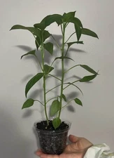 [With One Free Plant]Organic Sweet Red/Yellow Small Pepper Plant (2-Pack)