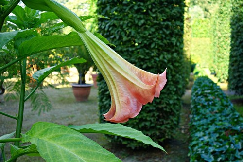 Sale2538 Brugmansia Engelstrompete Wildfire 5 Samen - Bild 2 von 2