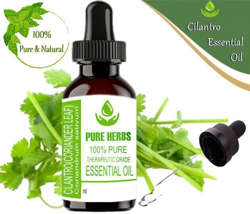 Cilantro Coriander leaf 100% Pure & Natural Coriandrum sativum Essential Oil