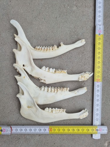Unterkiefer Knochen Kuh Damwild Reh Rothirsch Wildschwein Kiefer zum Basteln - 第 13/29 張圖片