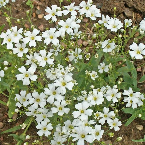 1000 Annual Baby's Breath Wildflower Seeds - Everwilde Farms Mylar Seed Packet - Picture 3 of 3