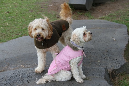 Australian Oilskin Waterproof dog coat jacket 40cm x large sherpa lining NEW - Picture 5 of 6
