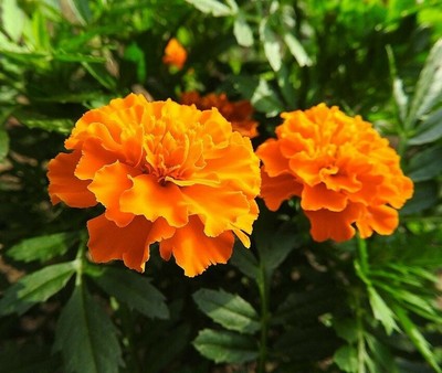 40/400 Graines Oeillet d'Inde Fleur Double Variée Naine Jaune Orange Rouge 40/400 Graines Oeillet d'Inde Fleur Double Variée Naine Jaune Orange Rouge