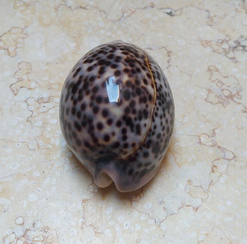 F pantherina Cypraea Cowrie Cypraeidae Panther Nice pattern Seashell 87 mm F++++ - Picture 9 of 13