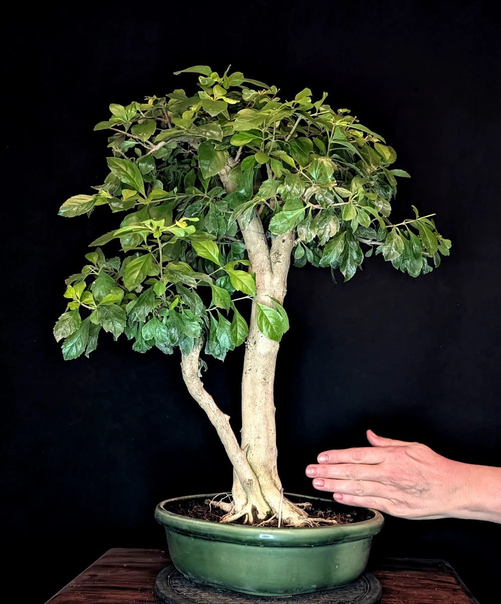 Fertiger Bonsai Pflanzen, Bume & Strucher fr Ton Bonsai online kaufen |  eBay.de