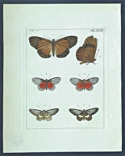 1782 Dru DRURY Vol.3 Six Tropical Butterflies Handcolored Copper Plate XVIII 18 - Bild 2 von 8