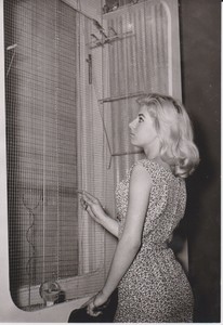 Détails Sur Pin Up Belge Mode 60s Cage Oiseaux Photo Presse Originale