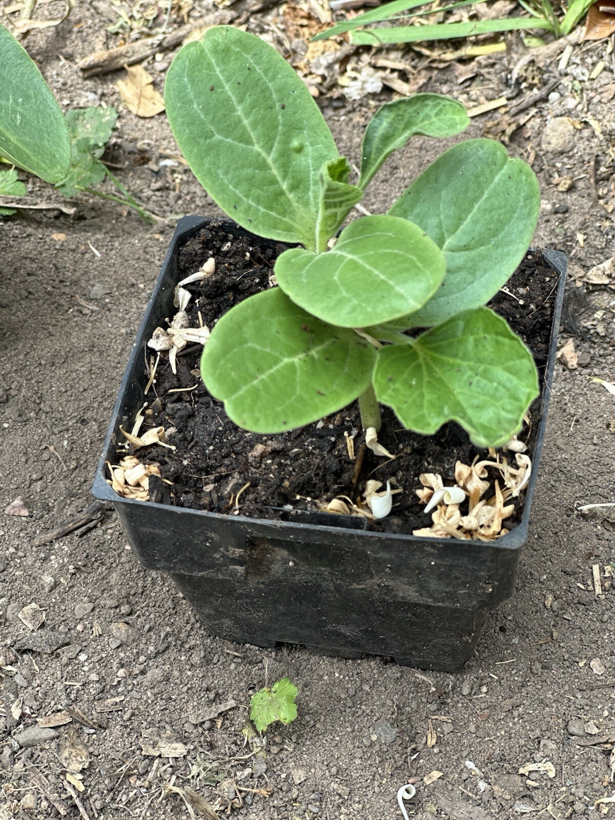 Picture 5 of 6