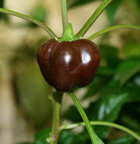 PIMIENTO DULCE - MINI CHOCOLATE CAMPANA (30 SEMILLAS) ¡Uno de los pimientos más dulces! - Imagen 3 de 4