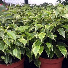 Weeping Fig 'Variegated' (Ficus benjamina)