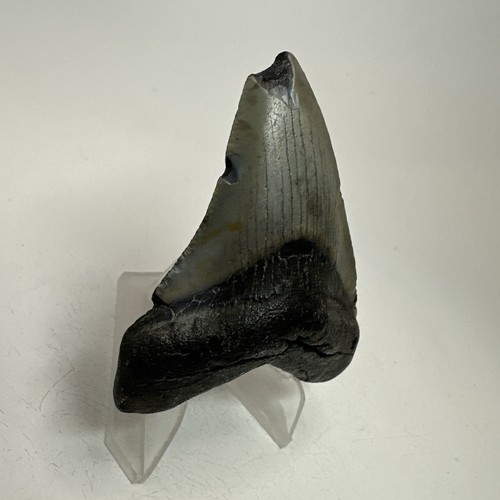 Megalodon Haizahn 2,85 Zoll - natürlich - echtes Fossil - Carolina Zähne 19754 - Bild 3 von 8