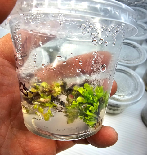 Dionaea Muscipula Double Trouble Tissue Culture Venus Flytrap Plant Rare