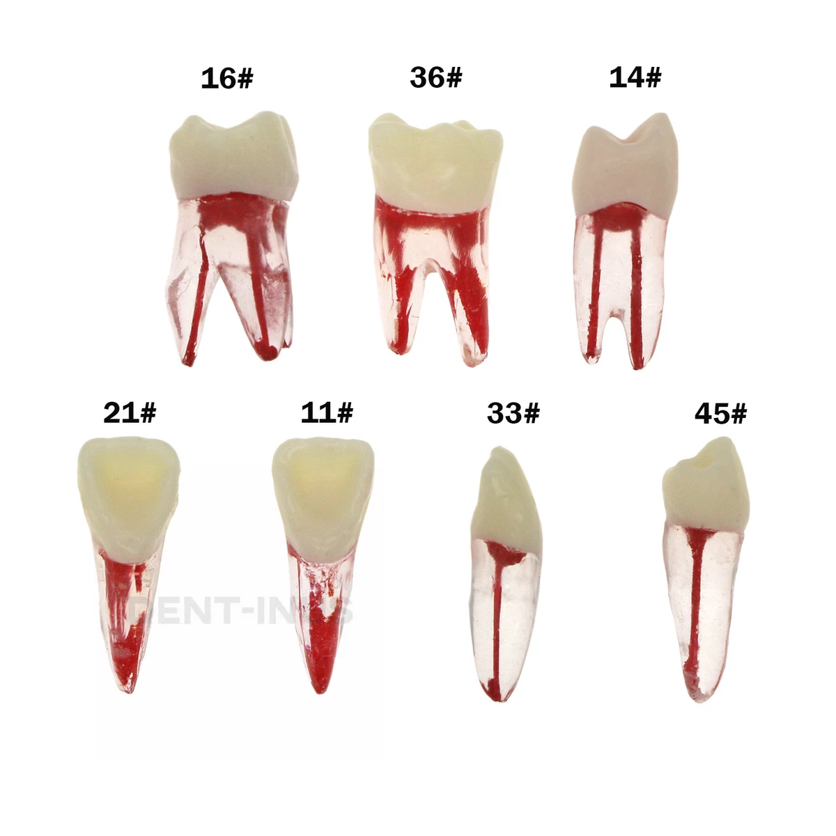 Attacco D.B. Metallico Standard Leone - DM Il Dentista Moderno Attacco D.B. Metallico Standard Leone - DM Il Dentista Moderno