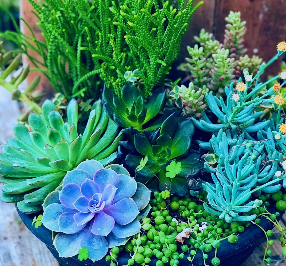 RARE Lithops MIX Sedum Succulent EXOTIC living stones desert rock seed 50+ SEED - Image 2 of 4