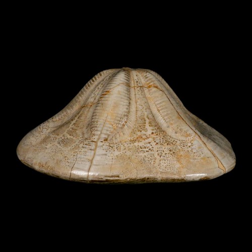 Clypeaster fossile dettagliato 5,9" Altus riccio di mare echinoide Cretaceo Taza - Foto 8 di 10