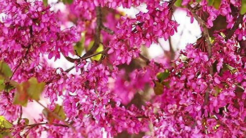 10 Bonsai Judas Tree Seeds Flowering Tree Prized for Bonsai - Picture 2 of 2