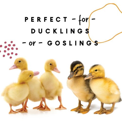 Duckling Gosling Starter Grower Feed 22% Protein Complete Nutrition 8 lbs New - Picture 3 of 8