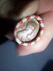 INDIAN HEAD & WHEAT PENNY ROLL WITH A KEY 1926 WHEAT PENNY SHOWING — photo 2