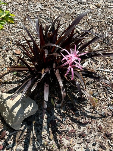 Crinum  BURGUNDY aka 'Menehune' Semi Aquatic Purple Foliage Bulb 10 small bulbs - Picture 6 of 7