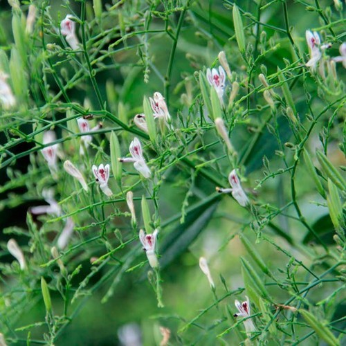 Andrographis paniculata 50 Samen, Nahrungsergänzungsmittel King of Bitters, Chiretta - Bild 2 von 4