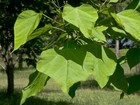 Foto 5 di 7