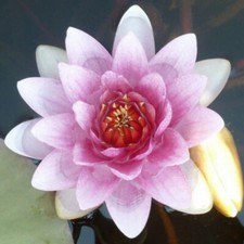 15 SEMI DI NINFEA "  Fabiola "Nymphaea WATER LILY "+ SPEDIZIONE GRATUITA