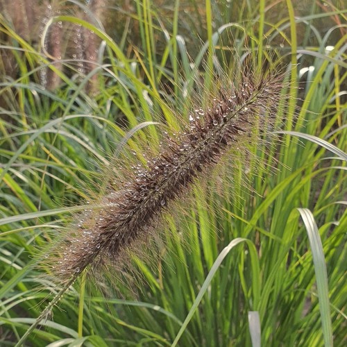 Erba Fontana Red Head 2L - Una delle graminacee ornamentali più apprezzate - Foto 2 di 8